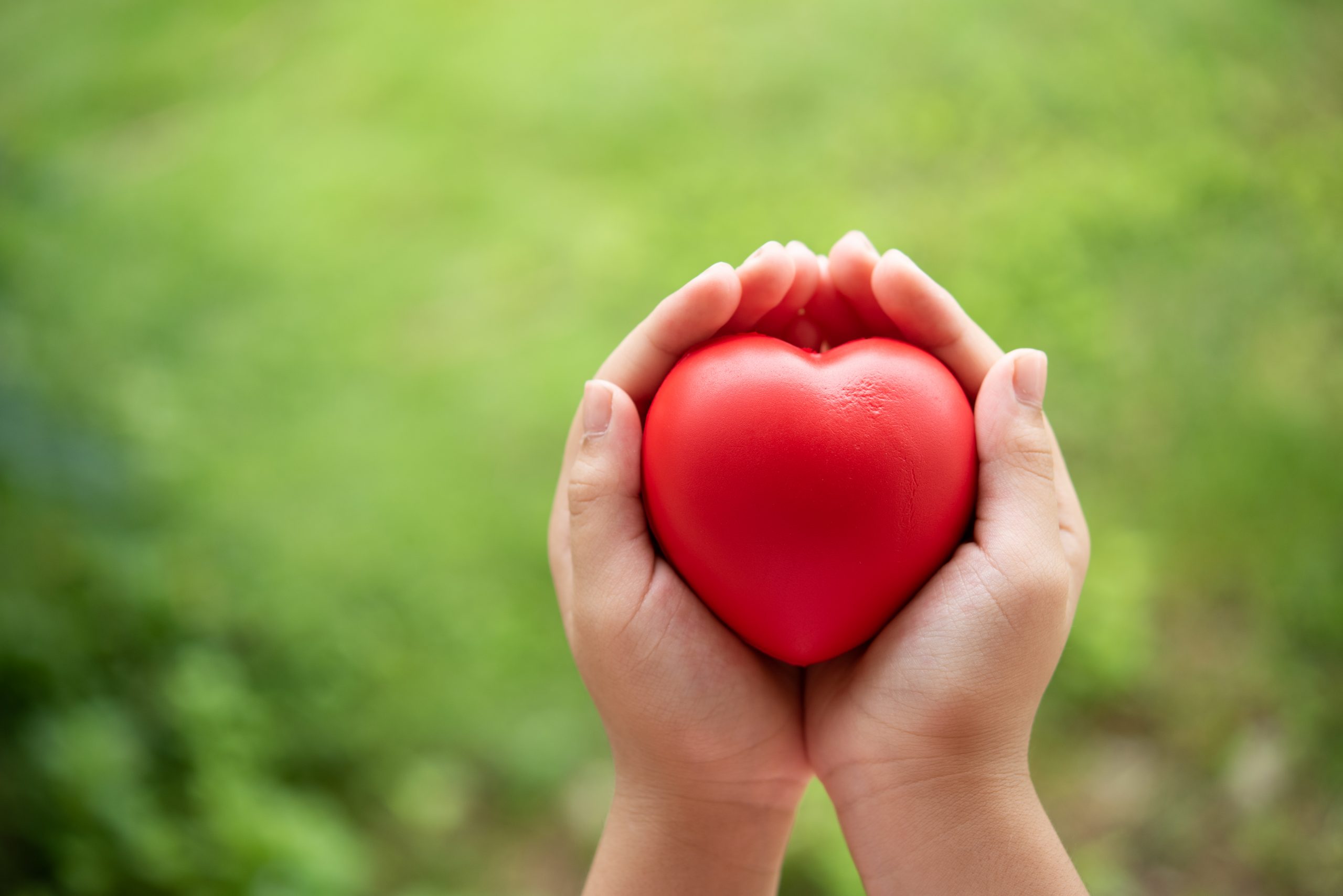 Two hands of child holding a red of rubber heart with green grass background. Showed the coordination, collaboration of business or requires sacrifice, attention, unity, charity, care or love of human